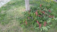 Pohled na hromadu větví vykvetlých jírovců v prostějovské aleji po takzvaném... Pohled na hromadu větví vykvetlých jírovců v prostějovské aleji po takzvaném...