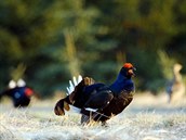 V celých Jizerských horách je teď zhruba třicet tetřívčích kohoutků. V roce... V celých Jizerských horách je teď zhruba třicet tetřívčích kohoutků. V roce...