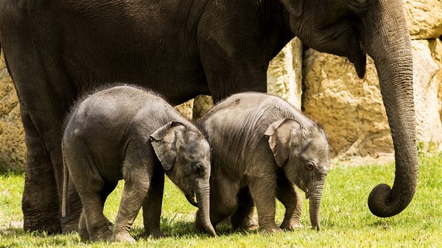 Sloni jsou v prask zoo chovni od roku 1933. I s letonmi mlaty jich nvtvnci budou moci vidt celkem devt.