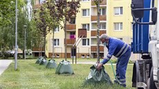 Prostějovská radnice pořídila třicet sad speciálních zavlažovacích vaků.... Prostějovská radnice pořídila třicet sad speciálních zavlažovacích vaků....