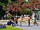 Rodiny s dětmi vyráží v těchto dnech také na Petřín, kde děti mohou jezdit na koni nebo se vyfotit v místním Růžovém sadě. Rodiny s dětmi vyráží v těchto dnech také na Petřín, kde děti mohou jezdit na koni nebo se vyfotit v místním Růžovém sadě.