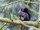 Chebská malířka Dagmar Kalina navrhla, aby v Hradební ulici v Chebu přibyly... Chebská malířka Dagmar Kalina navrhla, aby v Hradební ulici v Chebu přibyly...
