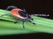 Klíště obecné (Ixodes ricinus) – samice. Klíště obecné (Ixodes ricinus) – samice.
