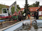 Hasiči se snažili vytáhnout koně z bazénu v Úhlejově (25. 5. 2020). Hasiči se snažili vytáhnout koně z bazénu v Úhlejově (25. 5. 2020).