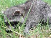 Záchrana mývala uvázlého v rouře v Rabštejně nad Střelou na Plzeňsku. Záchrana mývala uvázlého v rouře v Rabštejně nad Střelou na Plzeňsku.