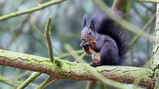 Chebská malířka Dagmar Kalina navrhla, aby v Hradební ulici v Chebu přibyly... Chebská malířka Dagmar Kalina navrhla, aby v Hradební ulici v Chebu přibyly...