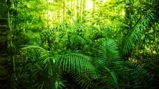Tropické lesy jsou schopny vstřebávat uhlík z atmosféry. Pokud však teplota... Tropické lesy jsou schopny vstřebávat uhlík z atmosféry. Pokud však teplota...
