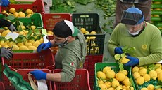 Dlníci tídí ovoce na citronové farm v italském mst Minori. (24. dubna 2020)