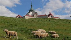 Zhruba třicetihlavé stádo se na svahy kolem žďárské památky zapsané na seznamu... Zhruba třicetihlavé stádo se na svahy kolem žďárské památky zapsané na seznamu...