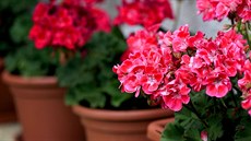 Muškáty neboli pelargonie, nejoblíbenější květiny našich babiček, se vracejí na... Muškáty neboli pelargonie, nejoblíbenější květiny našich babiček, se vracejí na...