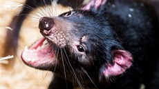 Čerti mají velmi silný stisk čelistí. Je to jako kdyby stiskl čtyřikrát větší... Čerti mají velmi silný stisk čelistí. Je to jako kdyby stiskl čtyřikrát větší...