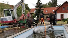 Hasiči se snažili vytáhnout koně z bazénu v Úhlejově (25. 5. 2020). Hasiči se snažili vytáhnout koně z bazénu v Úhlejově (25. 5. 2020).