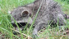 Záchrana mývala uvázlého v rouře v Rabštejně nad Střelou na Plzeňsku. Záchrana mývala uvázlého v rouře v Rabštejně nad Střelou na Plzeňsku.