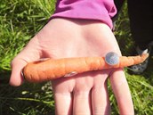 V mrkvi bylo zapíchnuto několik připínáčků. V mrkvi bylo zapíchnuto několik připínáčků.