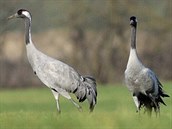Prvním hnízdištěm kriticky ohroženého jeřába popelavého se stal Černíčský... Prvním hnízdištěm kriticky ohroženého jeřába popelavého se stal Černíčský...