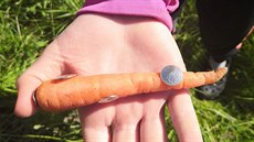 V mrkvi bylo zapíchnuto několik připínáčků. V mrkvi bylo zapíchnuto několik připínáčků.
