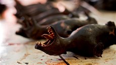 Vyhlášený Tomohon na indonéském ostrově Sulawesi je jen pro silné nátury. Vyhlášený Tomohon na indonéském ostrově Sulawesi je jen pro silné nátury.