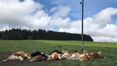 Blesk usmrtil o uplynulém víkendu část stáda skotu u Michnice na... Blesk usmrtil o uplynulém víkendu část stáda skotu u Michnice na...