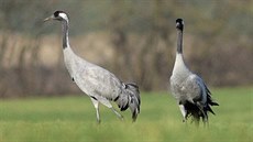 Prvním hnízdištěm kriticky ohroženého jeřába popelavého se stal Černíčský... Prvním hnízdištěm kriticky ohroženého jeřába popelavého se stal Černíčský...