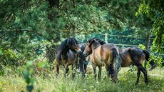 Pro exmoorské poníky vybudovali ochránci přírody na hradecké Plachtě asi... Pro exmoorské poníky vybudovali ochránci přírody na hradecké Plachtě asi...