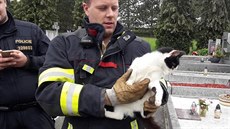 Hasiči v Horažďovicích zachraňovali kočku, která uvázla v hrobu. (7. června... Hasiči v Horažďovicích zachraňovali kočku, která uvázla v hrobu. (7. června...
