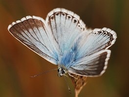Výrazný úbytek motýl je v posledních desetiletích pozorován po celé Evrop....