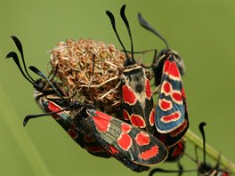 Je doloeno, e v Praze ije neuvitelných 134 druh motýl a entomologové se...