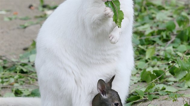 Zoo Děčín - klokan albín s mládětem