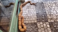 Téměř dvoumetrový hroznýš královský se plazil v Hrzánské pasáži v Praze. Téměř dvoumetrový hroznýš královský se plazil v Hrzánské pasáži v Praze.