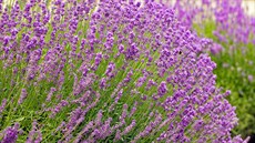 Levandule lékařská (úzkolistá) (Lavandula angustifolia) Levandule lékařská (úzkolistá) (Lavandula angustifolia)