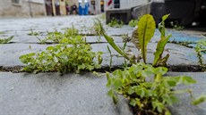 Invazivní rostliny v dlažbě pražských náměstí a ulic zavlečené turisty. Na... Invazivní rostliny v dlažbě pražských náměstí a ulic zavlečené turisty. Na...