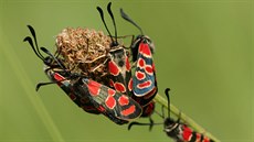 Je doloženo, že v Praze žije neuvěřitelných 134 druhů motýlů a entomologové se... Je doloženo, že v Praze žije neuvěřitelných 134 druhů motýlů a entomologové se...