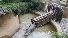 V ústecké zoologické zahradě se ze zimního do letního výběhu stěhuje aligátoří... V ústecké zoologické zahradě se ze zimního do letního výběhu stěhuje aligátoří...