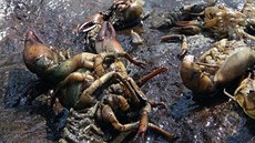 Rožnovská Bečva je račím morem kontaminovaná v úseku od Prostřední Bečvy po... Rožnovská Bečva je račím morem kontaminovaná v úseku od Prostřední Bečvy po...