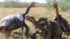 Galapágy jsou pro svou jedinečnou faunu a floru zapsány na seznamu světového... Galapágy jsou pro svou jedinečnou faunu a floru zapsány na seznamu světového...