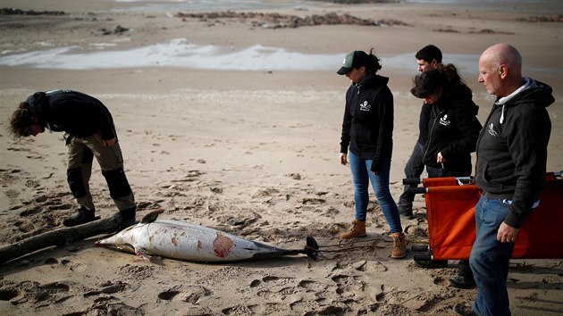 Mrtv delfn vyplaven na francouzskou pl. (10. nora 2020)