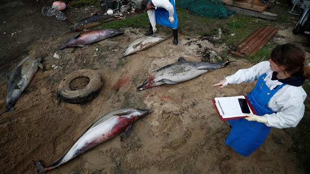 Experti z organizace na ochranu moskho ivota Observatoire Pelagis zkoumaj mrtv delfny, vyplaven na francouzskou pl. (11. nora 2020)