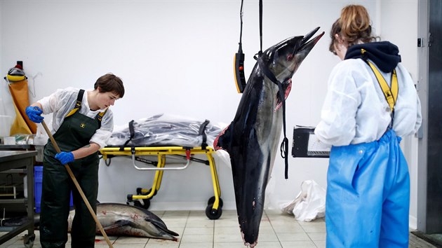 Experti z organizace na ochranu moskho ivota Observatoire Pelagis zkoumaj mrtv delfny, vyplaven na francouzskou pl. (14. nora 2020)