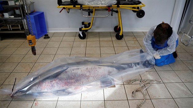 Expertka z francouzsk organizace na ochranu moskho ivota Observatoire Pelagis bal tlo mrtvho delfna. (14. nora 2020)