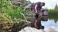Jiří Šindelář, správce Bečovské botanické zahrady, sází vodní rostliny do... Jiří Šindelář, správce Bečovské botanické zahrady, sází vodní rostliny do...