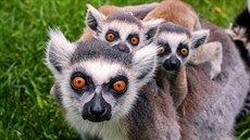 Zoopark Zájezd kousek od Prahy Zoopark Zájezd kousek od Prahy