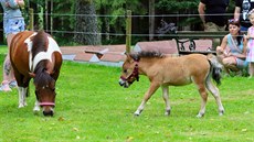 Klisna Fany (matka) a Sofie (hříbě) plemene American Miniature Horse, Koně jsou... Klisna Fany (matka) a Sofie (hříbě) plemene American Miniature Horse, Koně jsou...