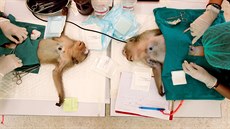 Přemnoženým makakům z thajského města Lopburi provádějí místní veterináři... Přemnoženým makakům z thajského města Lopburi provádějí místní veterináři...