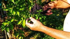 Šlechtěná odrůda bezu Hatschberg kvete a plodí trochu později. Zato má ale... Šlechtěná odrůda bezu Hatschberg kvete a plodí trochu později. Zato má ale...