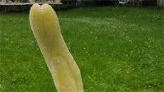 Kaktus v Botanické zahradě Kaktus v Botanické zahradě
