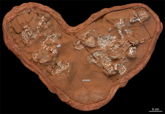 Hnízdo protoceratopse s embryi ve vejcích s mkkou skoápkou, které zkoumali autoi studie zveejnné v ervnu 2020 v asopise Nature.