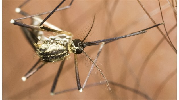 Komár pisklavý přenáší západonilskou horečku. Před jeho přemnožením v barelech... Komár pisklavý přenáší západonilskou horečku. Před jeho přemnožením v barelech...