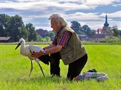 Ornitolog Dětmar Jäger vypouští mládě čápa po rekonvalescenci na louku u... Ornitolog Dětmar Jäger vypouští mládě čápa po rekonvalescenci na louku u...