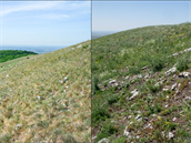2012 versus 2018. Na skalní stepi u Děvína je patrný ústup vytrvalých stepních... 2012 versus 2018. Na skalní stepi u Děvína je patrný ústup vytrvalých stepních...