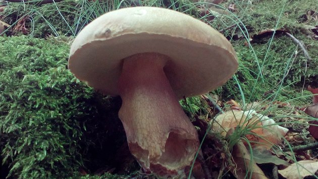 V ervnu nachzeli houbai v lesch tak docela hodn hib. Te doufaj, e nedvn det opt probud houby